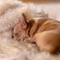 keep support dog blanket couch protector 